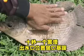 出水口鱼口暴躁，用苍蝇挂钩钓出黑坑的感觉，十秒内一个黑漂！视频封面