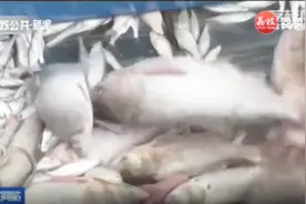 7月1日，洪泽湖解禁开捕，等待数月的渔民干劲十足首日收获颇丰视频封面