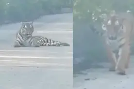 真拦路虎！吉林一的哥路遇野生东北虎，距离30米，对峙20多分钟视频封面