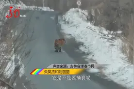 女子开车过山路 途中遇到大老虎