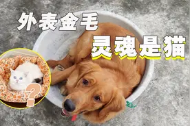 1岁金毛犬有个猫的灵魂，常偷吃爱乱咬，家中桌椅遥控器无一幸免