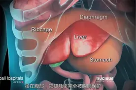 【3D演示】肝穿刺活检视频封面