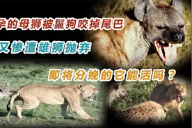 怀孕的母狮被鬣狗咬掉尾巴，又遭雄狮抛弃，即将分娩的它能活吗？视频封面