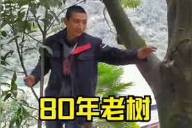 农村珍贵而稀少的香叶树，有人出价30000元，大家来认识一下吧