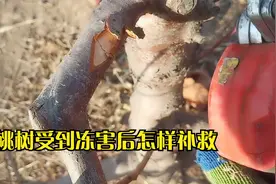 桃树受到冻害后怎样补救，最简单最快的办法补救桃树尽快生产产量视频封面