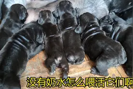 一窝生十只卡斯罗狗崽，可是狗妈妈没有奶，狗主人如何喂活它们？视频封面