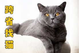 我家猫丢失2天后，出现在了1600公里外视频封面