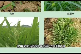 2甲草甘膦是一种内吸传导激素型除草剂，除草彻底，不反弹视频封面