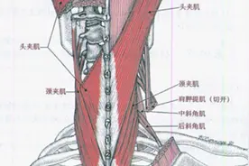 功能解剖：二十二、夹肌