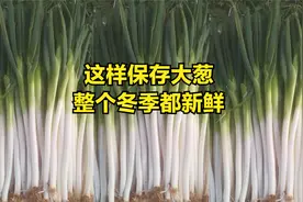 大葱保存小技巧，冬季这样保存大葱，整个冬季都新鲜视频封面