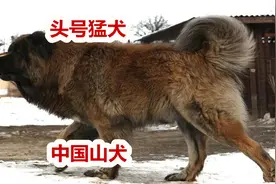 藏獒在它面前是弟弟，中国山犬国产顶级猛犬，大山中实战练出视频封面
