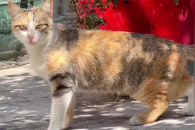 很怕人的流浪猫，生完孩子后主动跟人要食物，为了孩子母爱伟大