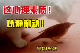 小鸟：这牛我能吹一辈子！视频封面