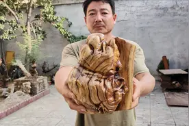 百年鬼树槐树瘤被老李意外获得，经过细心打磨，造型似考拉抱树视频封面