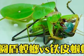 圆盾螳螂vs铁皮蝈蝈 螳螂大战蝈蝈视频封面