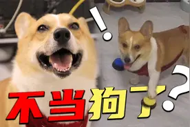 狗狗成精了，被发现一粒狗粮不吃后，原因竟然是认为自己不是狗？视频封面