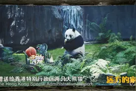 活到38岁，相当于人类百岁年龄，它是世界上最长寿的圈养熊猫视频封面
