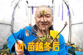 半加仑的绣球小苗4盆，越冬后干枝这样修剪，新芽萌发会更好视频封面