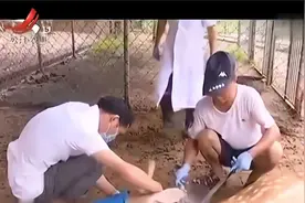 将梅花鹿打麻醉针割下鹿茸 流下的血采集起来 还能制成鹿茸血酒视频封面