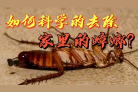 如何科学去除家中的蟑螂？