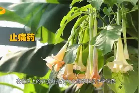 曼陀罗花叶果实种子全部有毒，5粒种子即可引起死亡！|新闻大求真