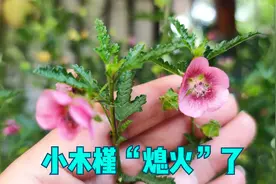 开挂的小木槿“熄火”了！这样处理一下，又能花开满盆视频封面