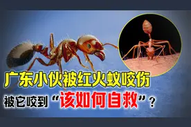 我国多省出现红火蚁，广东有人被咬晕，被它咬到该如何自救？视频封面
