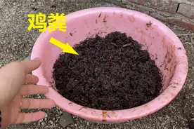 鸡粪可以喂蚯蚓吗，用一个小实验就能测试出结果视频封面