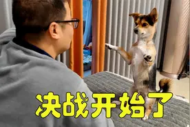 主人假装吃掉狗狗的火腿肠，狗狗会是啥反应？大家看完千万别笑视频封面