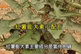 红薯膨大素，在这个时间喷施，红薯膨大最快增产最显著