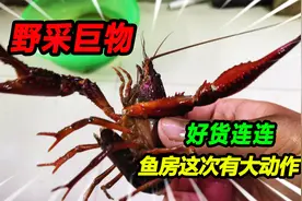 6000平水库野采14公分巨型鳑鲏鱼，带回鱼房惊喜不断，这是成精了视频封面