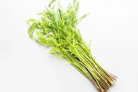 “野芹菜”千万别当“野菜”吃，有毒！中医巧用其拔毒祛瘀之功效视频封面