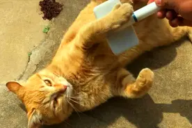 激萌奖金：反向刮猫毛结果如何？这就是下场！视频封面