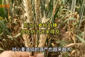 小麦这个病引起的枯白穗，比赤霉病还严重，现在防治还来得及视频封面