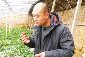 为啥你种的草莓不甜呢？赶快试试这个配方吧，用过的都说好视频封面