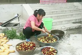 大枣用什么方法晒最好？很多人都不知道，用这种方法晒的枣最好视频封面