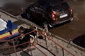 实拍功夫猫咪群战7只大傻狗 猫咪最后使出绝招狗子纷纷被吓跑！