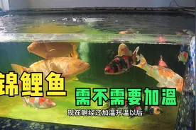 养锦鲤鱼冬天需要加温吗？想要锦鲤养的好鱼缸加温少不了视频封面
