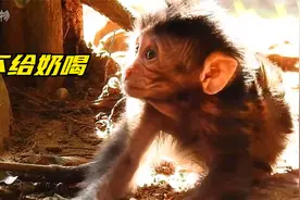 刚出生第二天的猴宝宝浑身颤抖，妈妈不给奶站起来喝鄙视猴妈妈视频封面