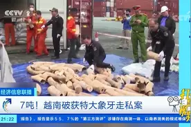 7吨！越南破获特大象牙走私案视频封面