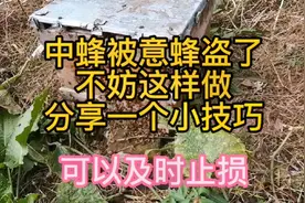 中蜂被意蜂盗，不妨这样做。分享一个小技巧。可以及时止损视频封面