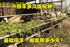 小母羊多久能配种？基础母羊一般能用多少年？视频封面
