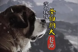 一只狗救了40多个人|最强救援犬|真正的“汪汪队” 圣伯纳了解下