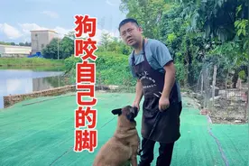 你家狗啃脚吗？真没想到狗啃脚有这么多讲究，十年训犬师剖解缘由视频封面