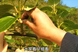 贵州山村里，发现村民正在翻来覆去找什么，答曰：给猕猴桃拈虱子