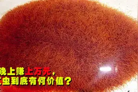 1晚赚上万元！被巨额罚款或感染仍有人捕捞，红虫到底有何价值？视频封面