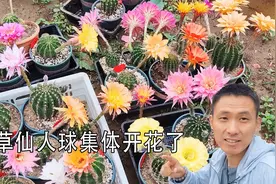 彩草仙人球一夜之间集中开花了，颜值太高了，就是开花时间太短！视频封面