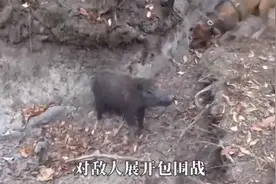 猛犬勇斗300斤野肥猪，以小搏大，谁才是最后的胜者？视频封面