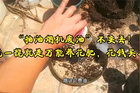 “抽油烟机废油”不要丢！“搅一搅”就是万能养花肥，花钱买不到视频封面