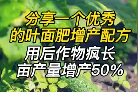 分享一个优秀的叶面肥配方，一季喷2次作物疯长，亩产量增产50%视频封面